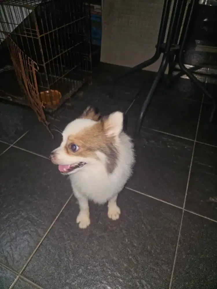 Minipom Jantan Stambum