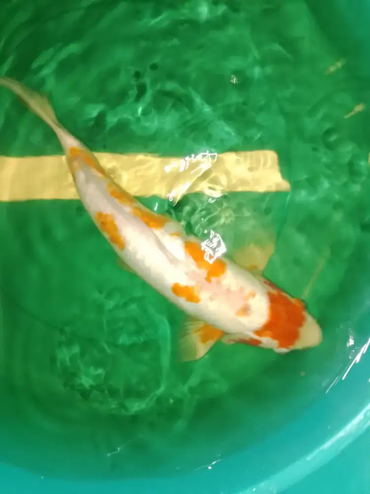 Ikan koi jenis Koshui 44cm antik