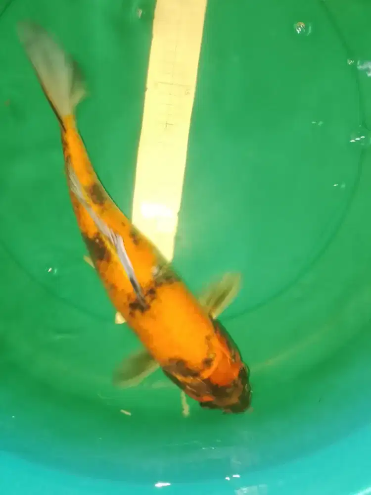 Ikan koi jenis Hi Showa 42cm