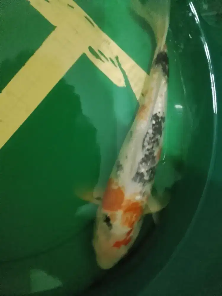 Ikan koi jenis Showa Ginrin 43cm