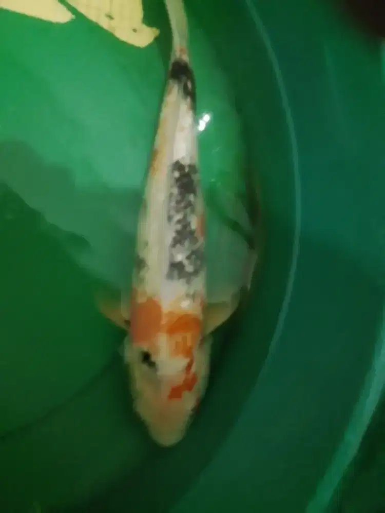 Ikan koi jenis Showa Ginrin 43cm