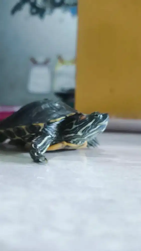 Jual kura kura brazil usia remaja