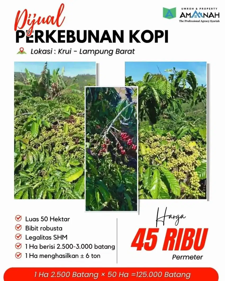 KEBUN KOPI LAMPUNG DIJUAL CEPAT