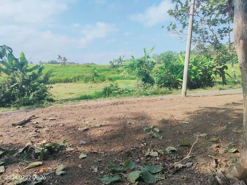 tanah dijual minggir sleman view sawah