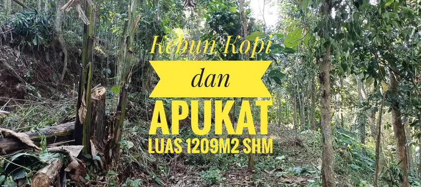 Kebun Alpukat Kopi Jati Gunungronggo Tajinan Malang