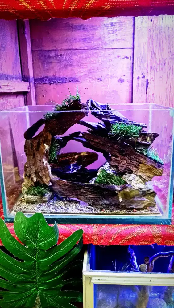Aquascape + Tank 30x20x20