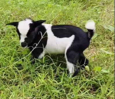 sepasang anakan kambing pygmi asli original murni FB TB 30cm exotik ok