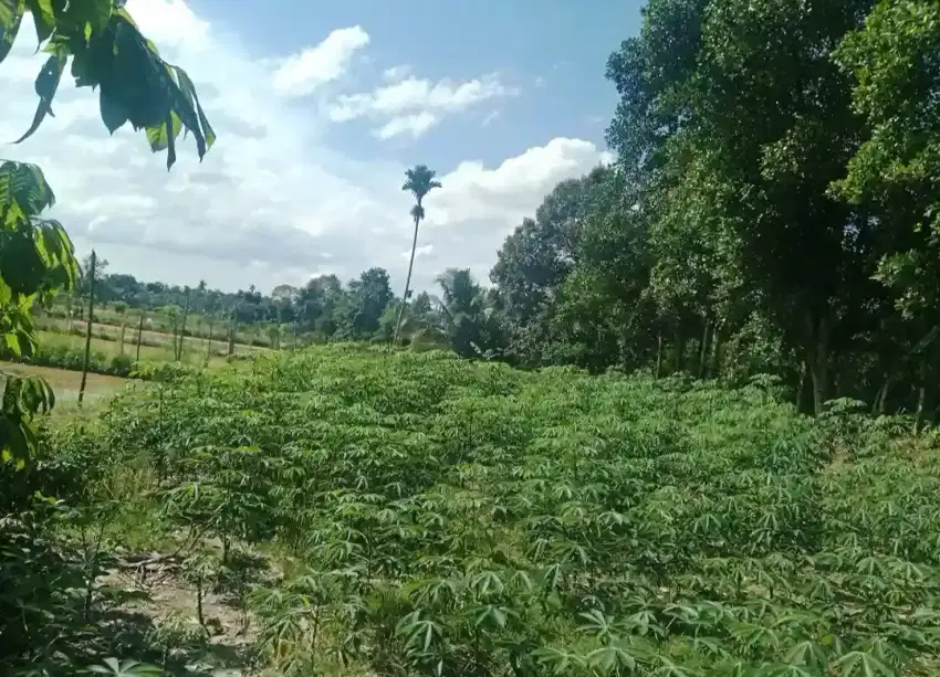Tanah dijual..luas tanah 3.932(10rante)