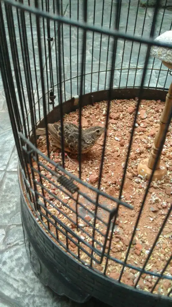 Jual burung baranjangan parva