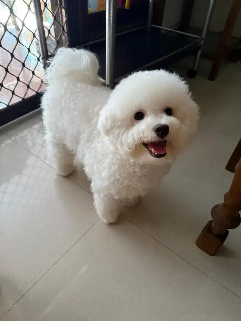 BICHON blood line Korea