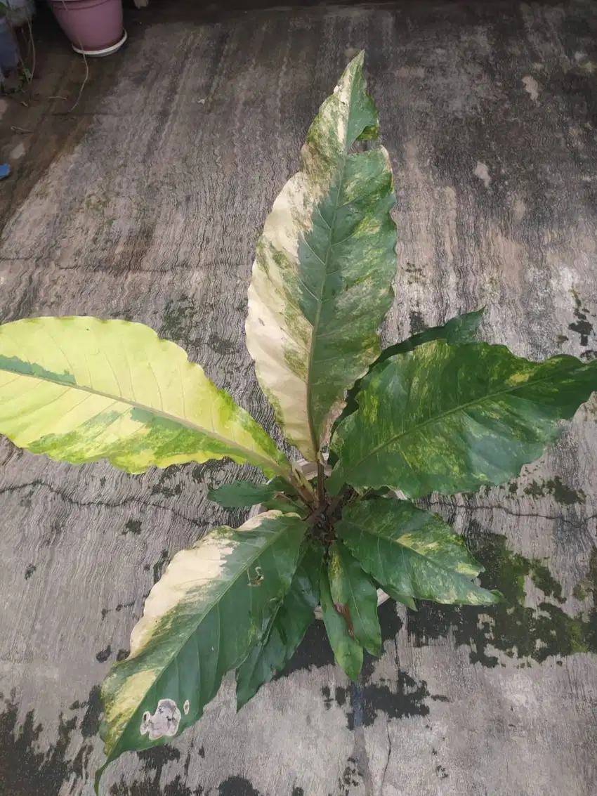 Tanaman Hias Anthurium Hokeri Varigata | Gradasi Warna Albo Mint Pink