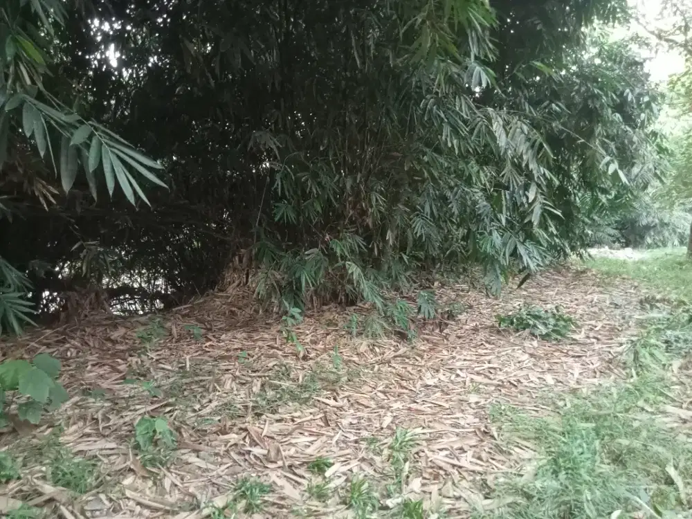 Di jual lhan tanah darat lt 4 hektar cocok untuk peternakan ayam bisa