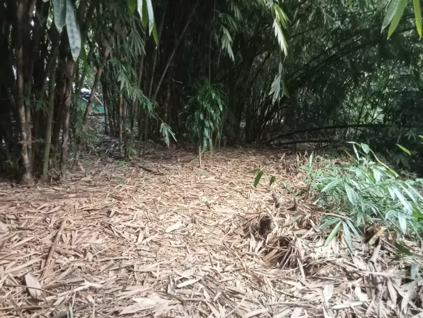 Di jual lhan tanah kebun bambu lokasi datar masuk mobil