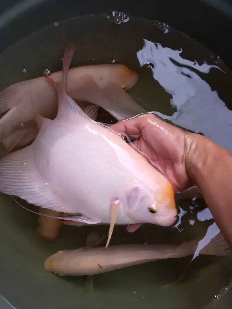 Gurame Padang tuk indukan