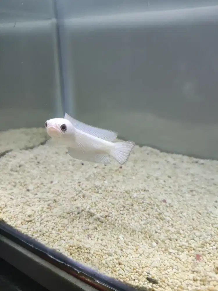 Channa Tica Platinum