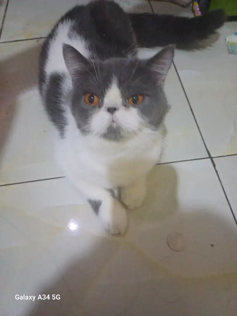 Bsh exotic short hair