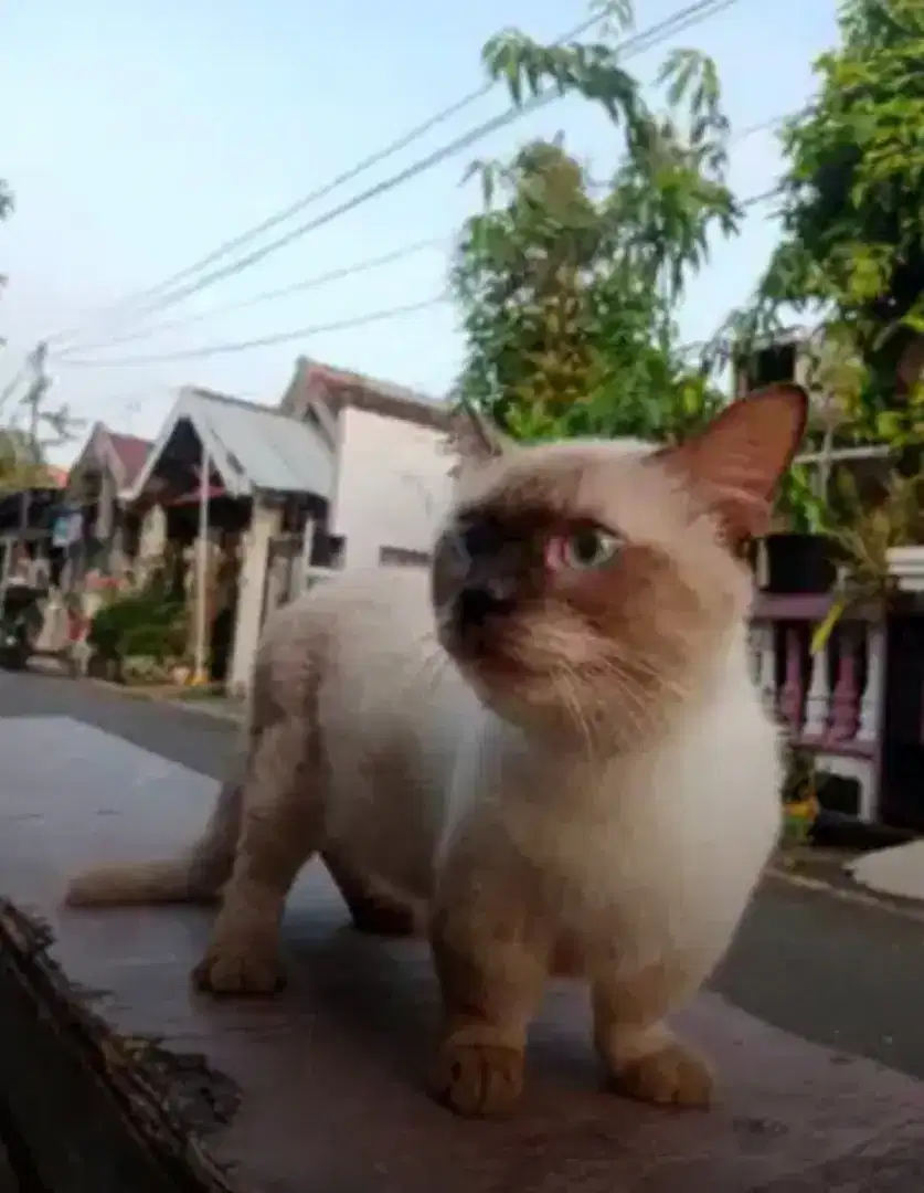 Kawin pacak Munchkin Himalaya