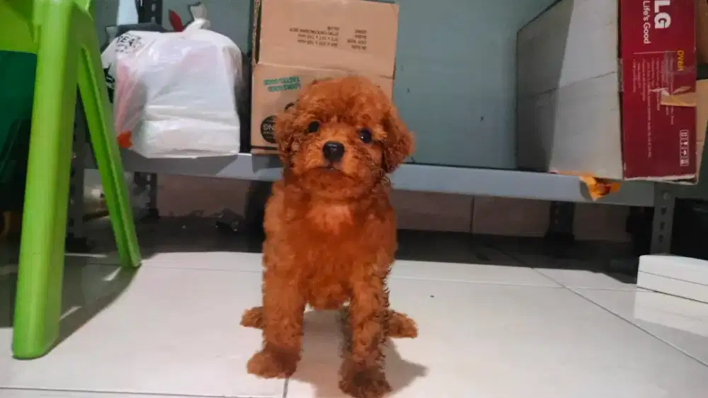 Anjing poodle ras asli