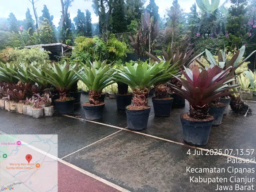 Tanaman Bromelia Gaint