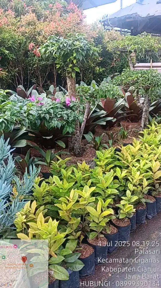 Jual Tanaman hias