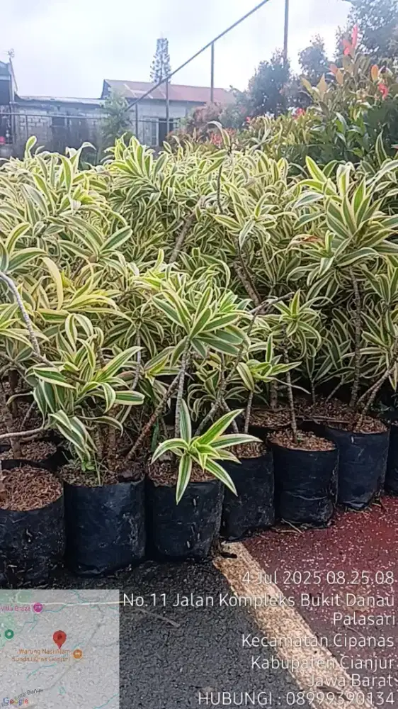 Bibit Tanaman Song of india [ 12.000/ polybag ]