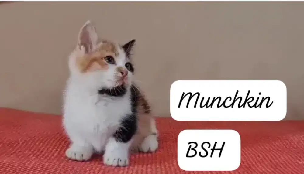 Kitten Munchkin bsh  kaki pendek