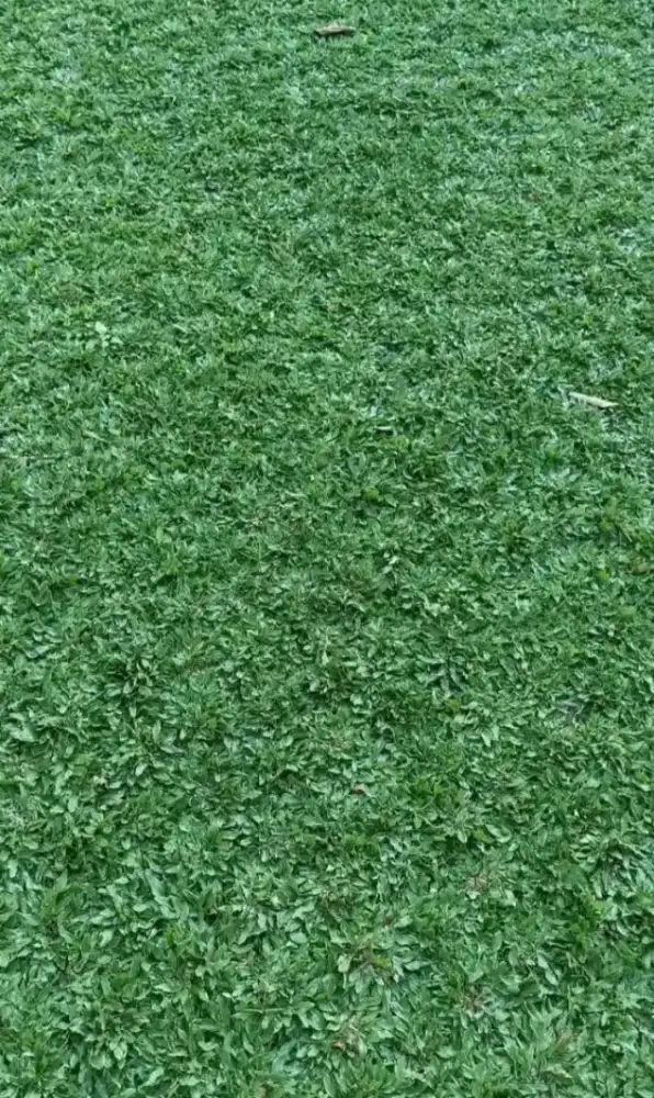Rumput gajah mini murah