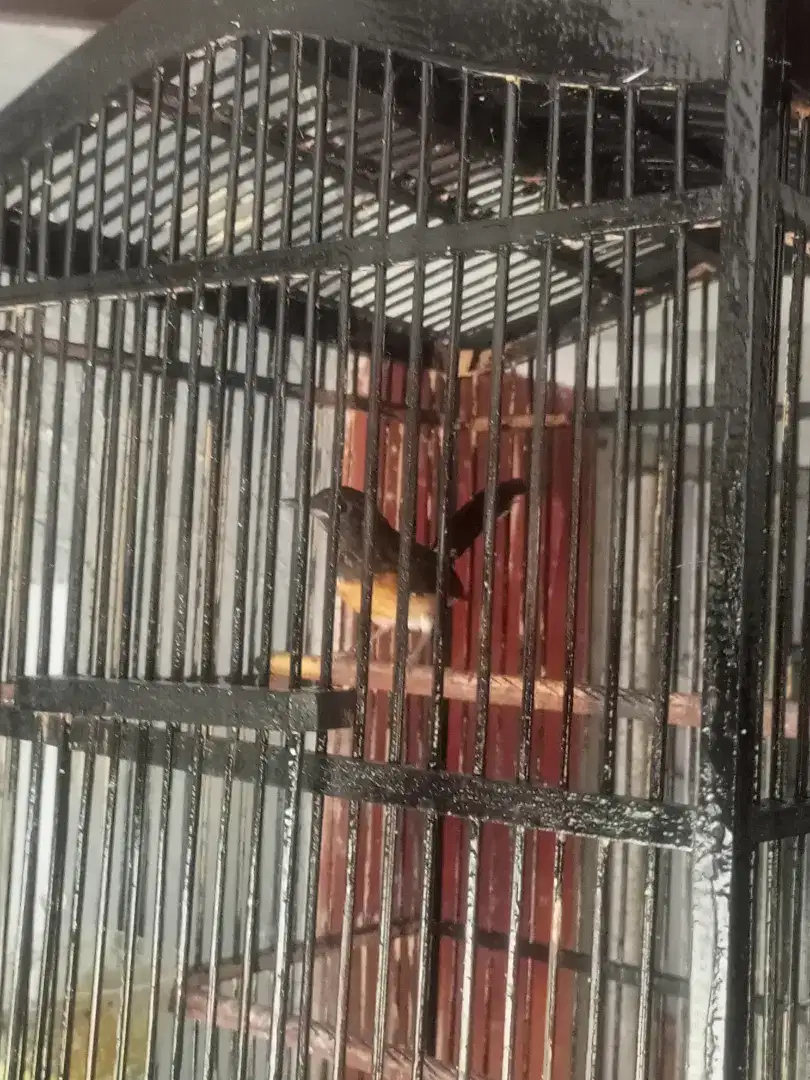 Murai Medan Anakan Trotol Jantan