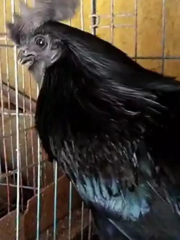 Ayam cemani full
