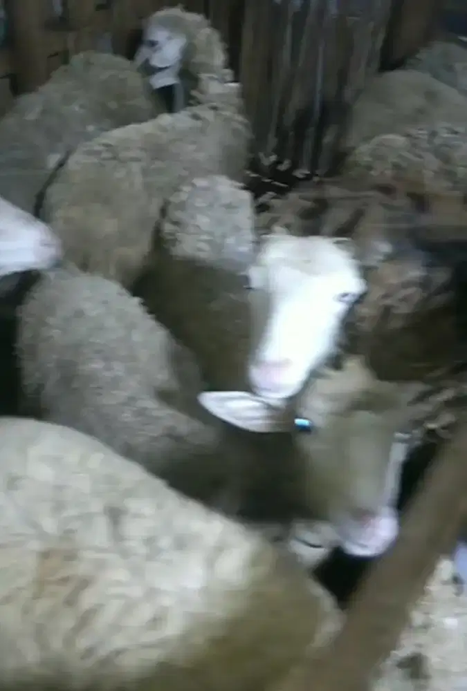 Jual Kambing Domba Borongan per ekor 1,7 Juta Do