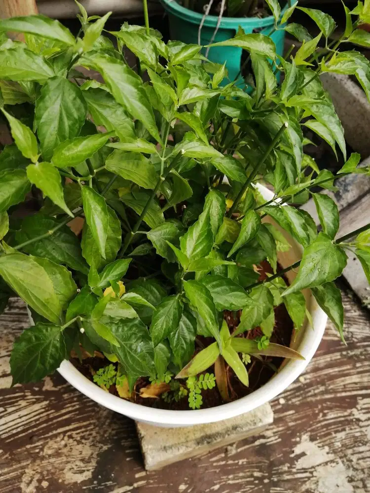 TANAMAN OBAT DIABETES DANDANG GENDIS