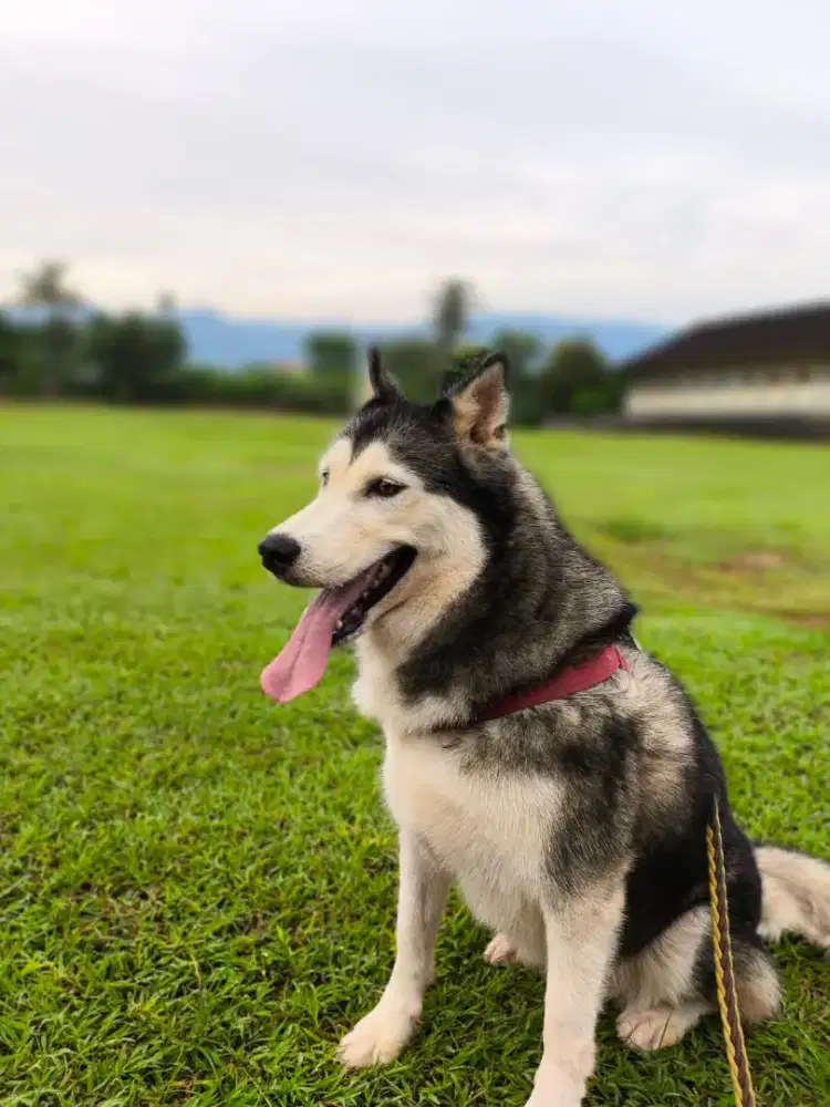 Female 7 years STBM Husky (sterilized)