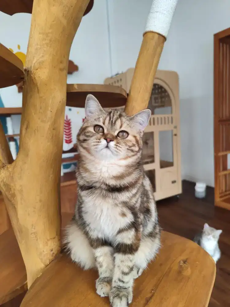 OPEN ADOPT KUCING SCOTTISH FOLD FEMALE (PED)