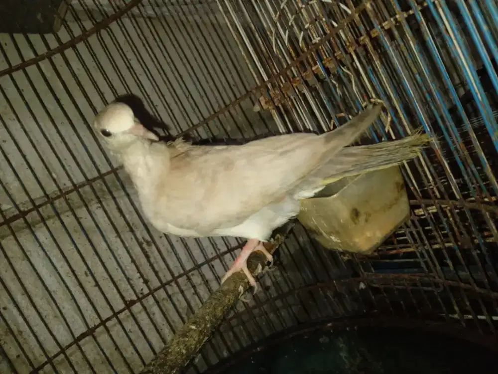 BURUNG PUTER PELUNG ASLI 3 BLN