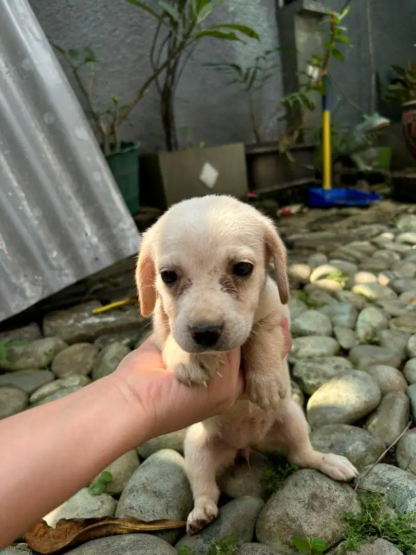 Dijual Anjing Beagle Murah