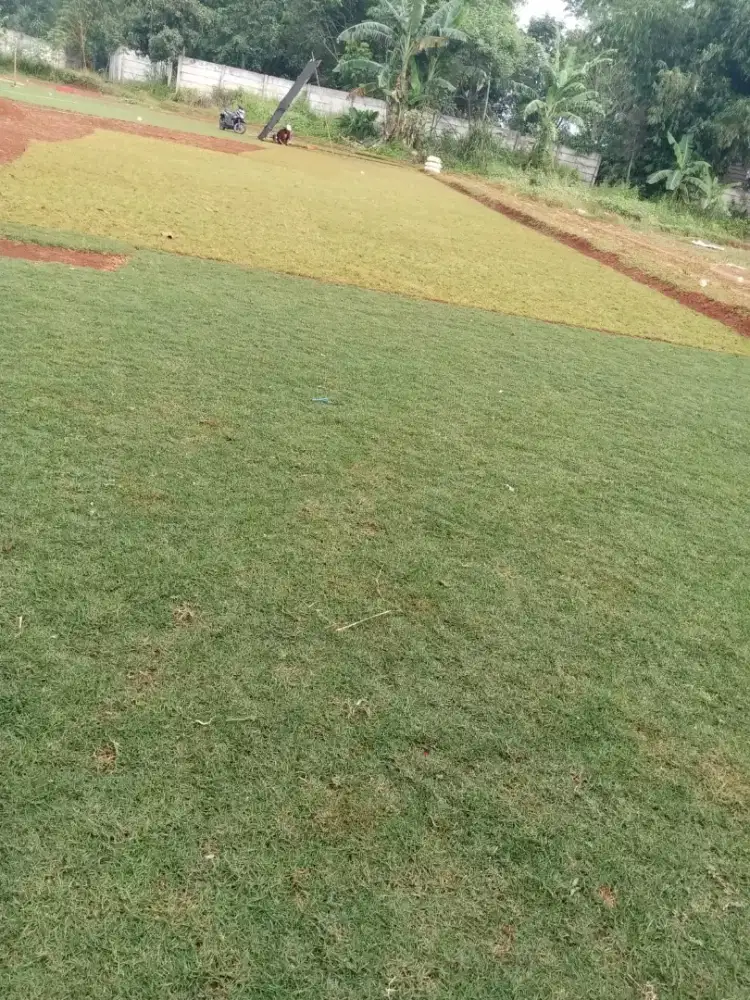Ready Rumput Untuk Taman
