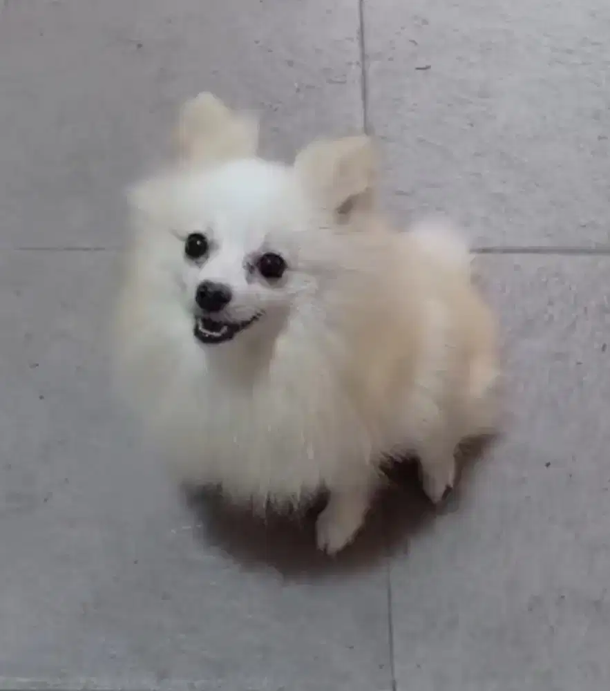 Dijual anjing minipom