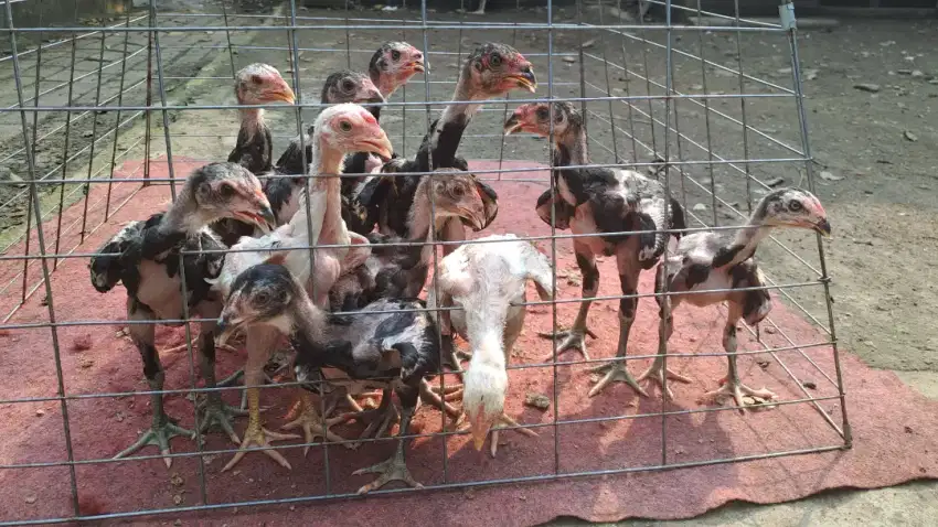 Ayam bangkok anak