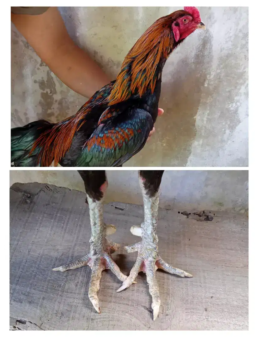 Ayam Bangkok mangon