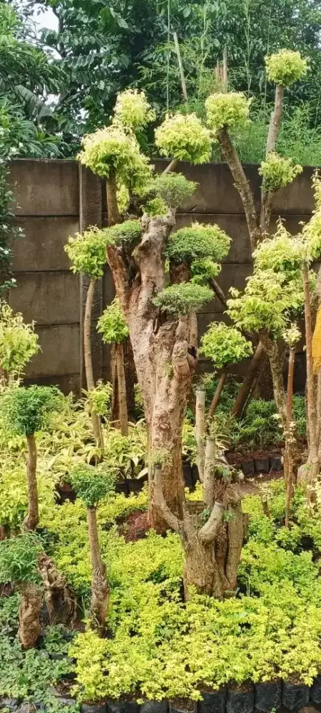 Bonsai anting putri