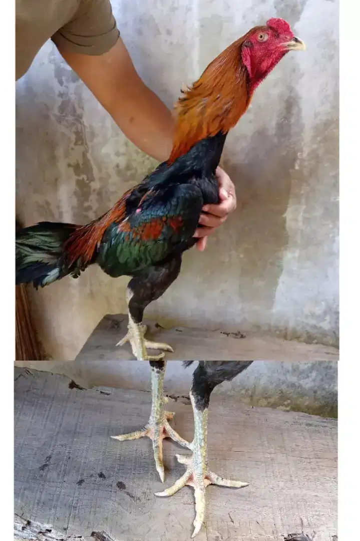 Jual ayam Bangkok mangon