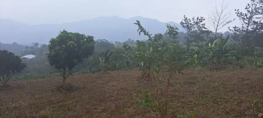 Di jual tanah murah sukamakmur bogor