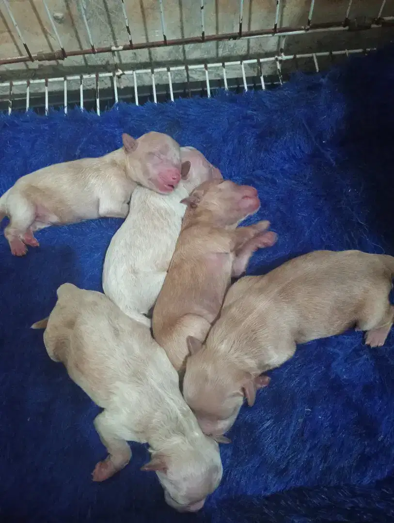 Mix poodle banyak bulunya