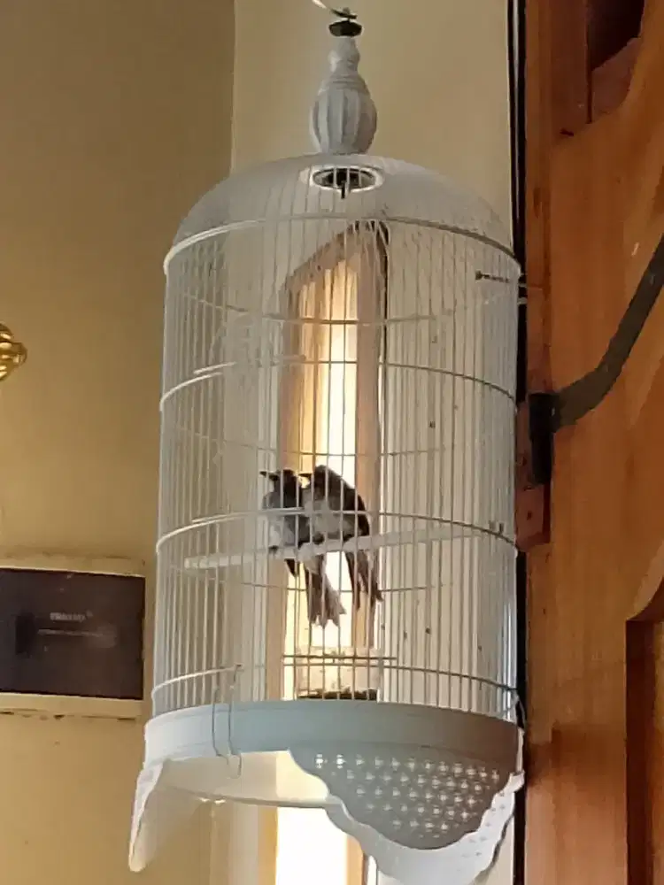 specialist trucuk jinak di elus elus trocok crucuk trocokan trucukan