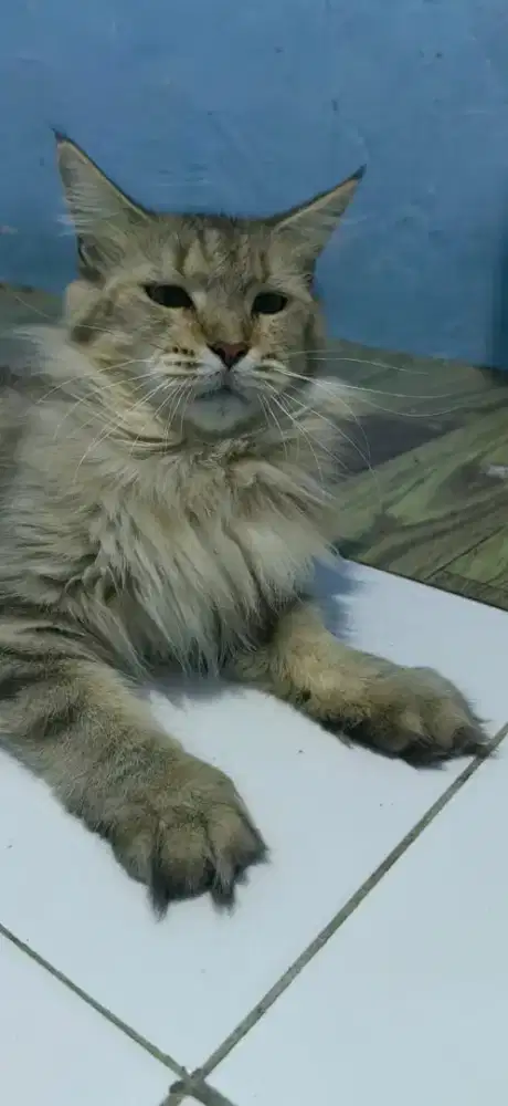 Lepas adopt mainecoon