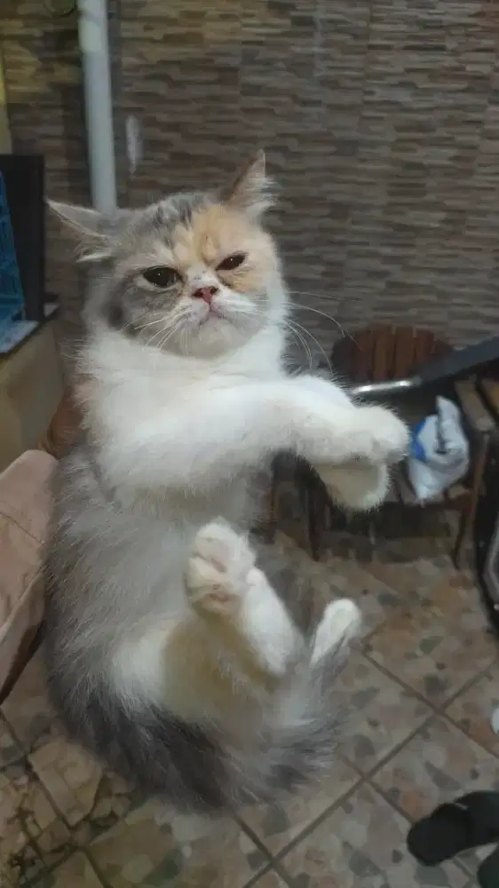 Persia Flat Nose Usia 6 bulan sudah vaksin