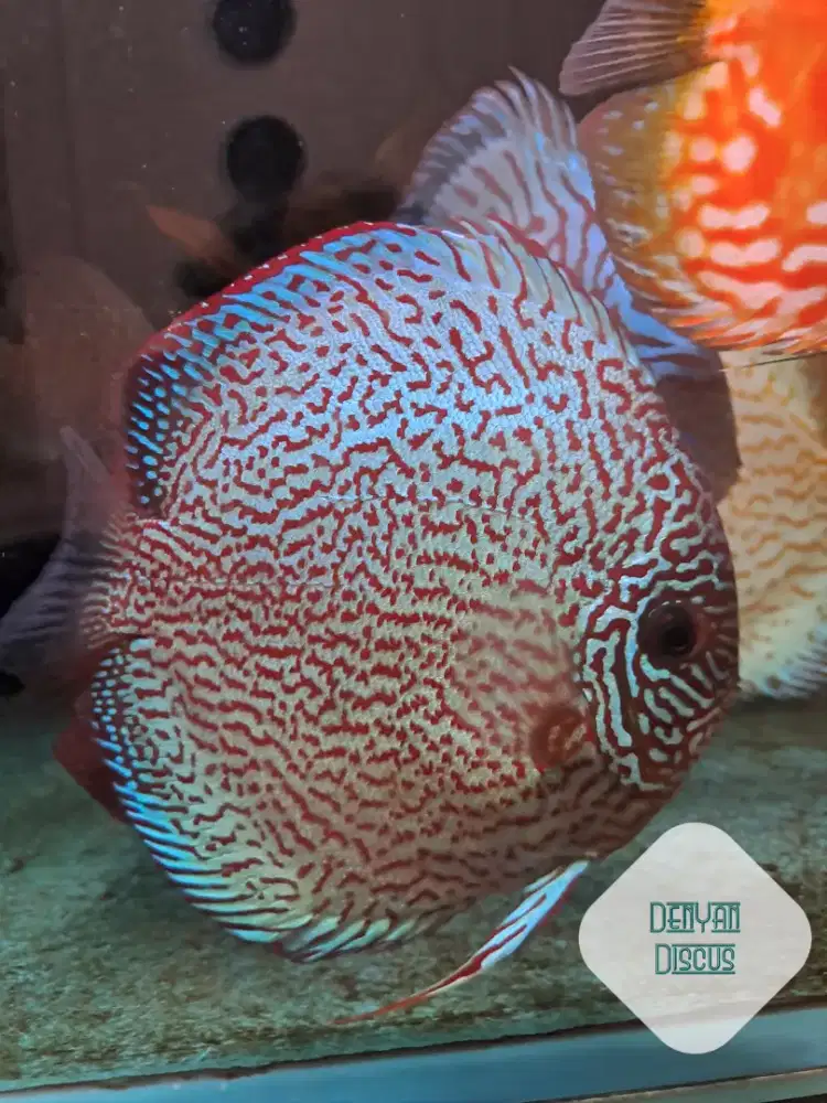 Discus Leopard Snake Skin Rounded
