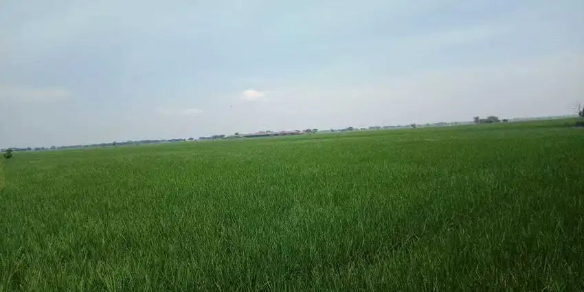 DIJUAL LAHAN SAWAH 1,9 HEKTAR SHM DI KABUPATEN BEKASI