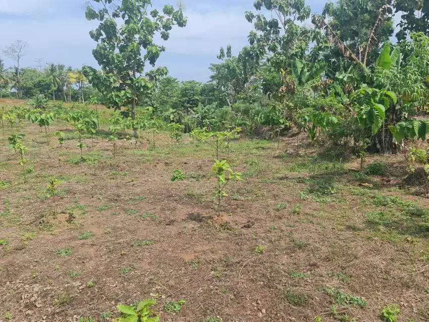 di jual Tanah di Sindangbarang Cianjur Selatan, 2 KM dari Pantai