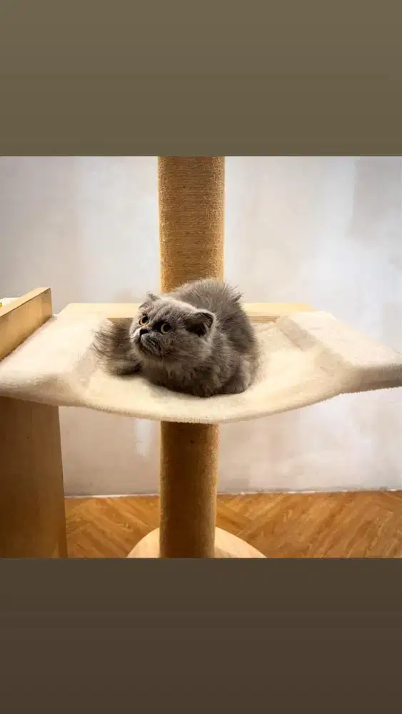 Scottish Fold Kitten